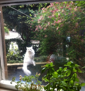 View from the kitchen window - Herbie