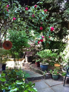 My shady garden